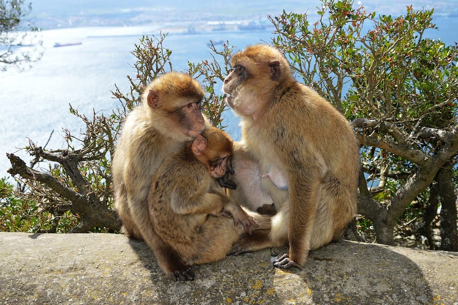 Gibraltar barbary apes